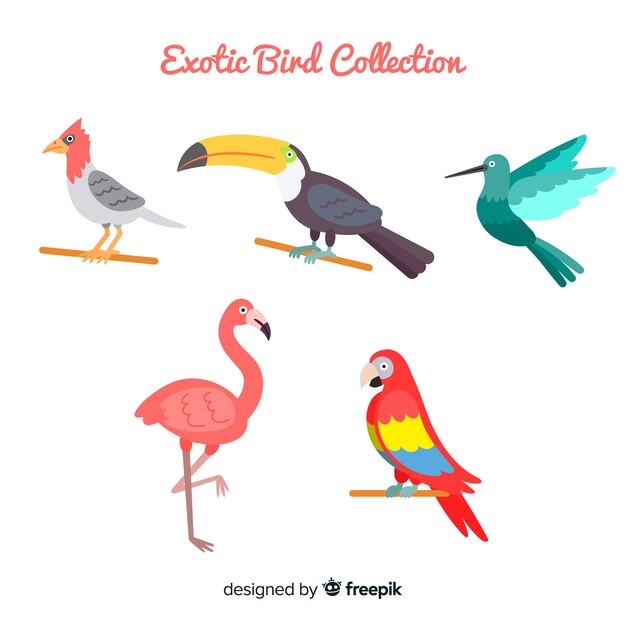 Collectie van exotische vogels met een vlak ontwerp