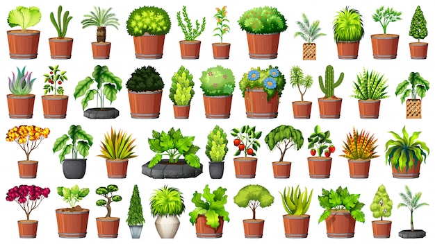 Gratis vector collectie van potplanten op wit