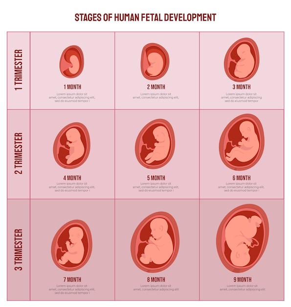 Gratis vector collectie voor creatieve ontwikkeling van de foetus