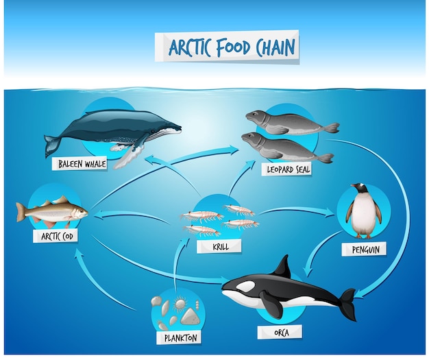 Concept arctisch voedselketendiagram
