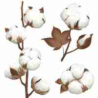 Gratis vector cotton plant boll realistic set