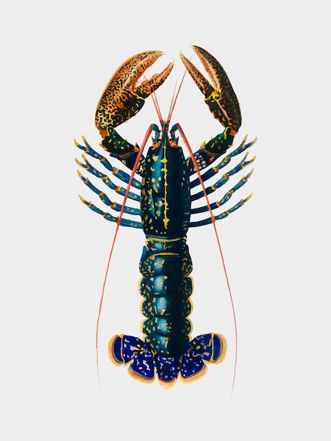 Gratis vector crimson crawfish (palemon ornatum) geïllustreerd door charles dessalines d'orbigny (1806-1876).