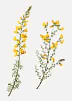 Gratis vector cytisus complicatus bloemen