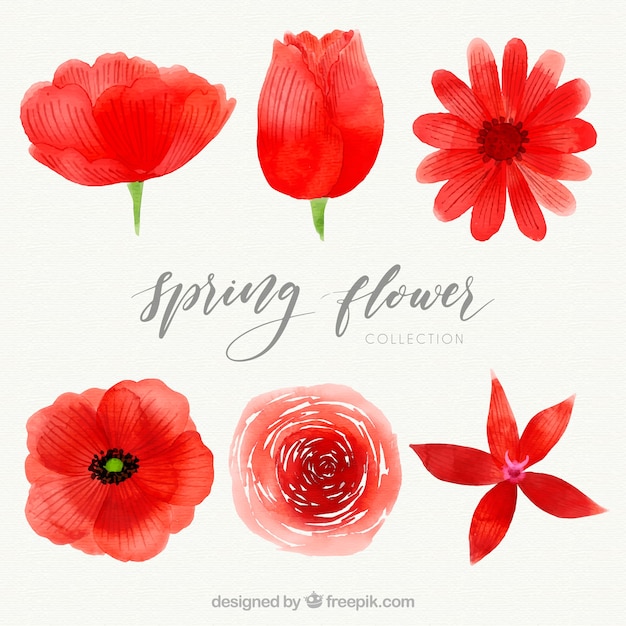 Gratis vector de bloempak van de waterverf rood lente