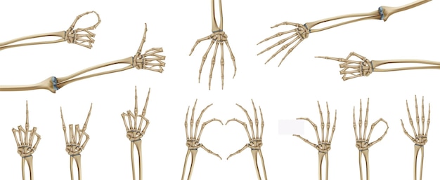 Gratis vector de realistische reeks van skelethanden met geïsoleerde beelden van skeletstructuren van palmhand op lege vectorillustratie als achtergrond