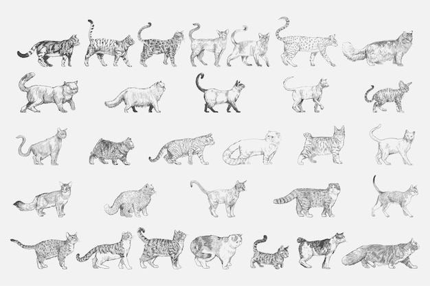 De stijl van de illustratietekening van de inzameling van kattenrassen