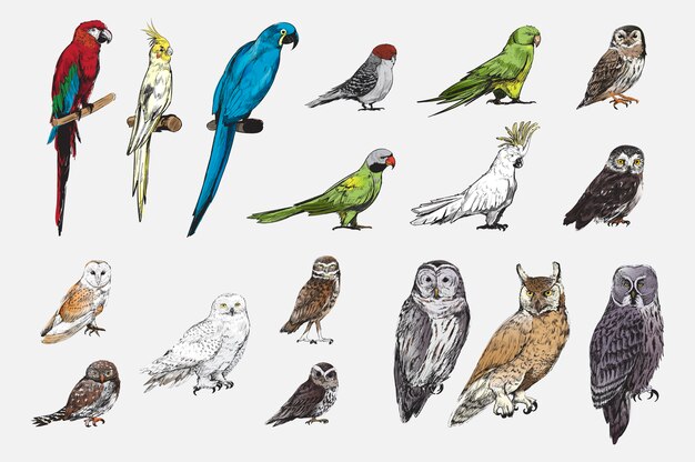 De stijl van de illustratietekening van de inzameling van papegaaivogels