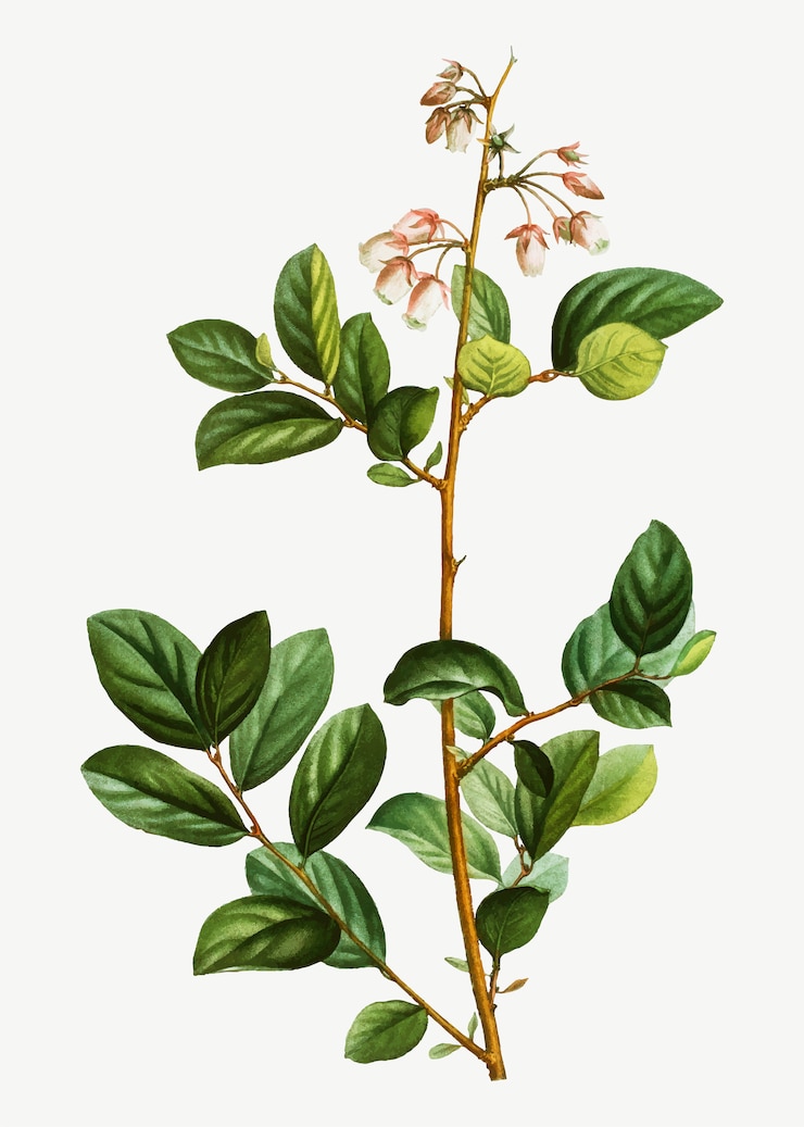 Gratis Vector de tak van andromeda mariana