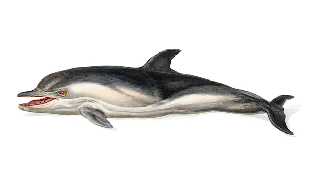Delphinus delphis geïllustreerd door Charles Dessalines D Orbigny (1806-1876).