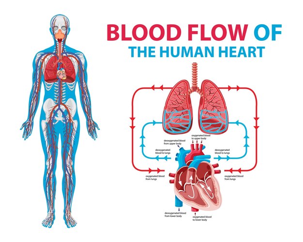 Diagram dat bloedstroom in menselijk hart toont