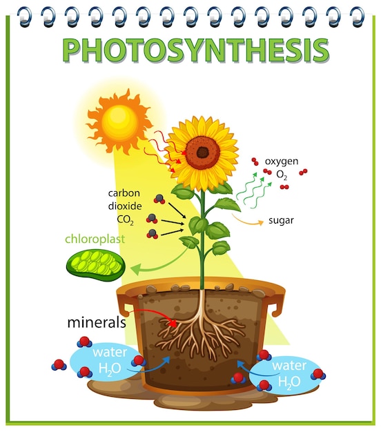 Diagram dat het fotosyntheseproces in zonnebloem toont