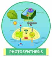 Gratis vector diagram dat het proces van fotosynthese in plant toont