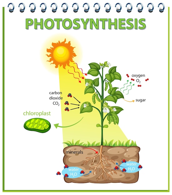 Gratis vector diagram dat het proces van fotosynthese in plant toont