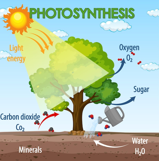 Diagram dat het proces van fotosynthese in plant toont