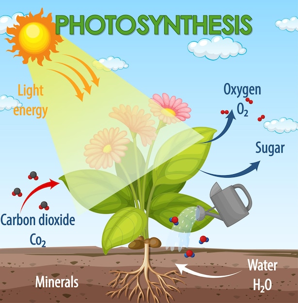 Diagram dat het proces van fotosynthese in plant toont