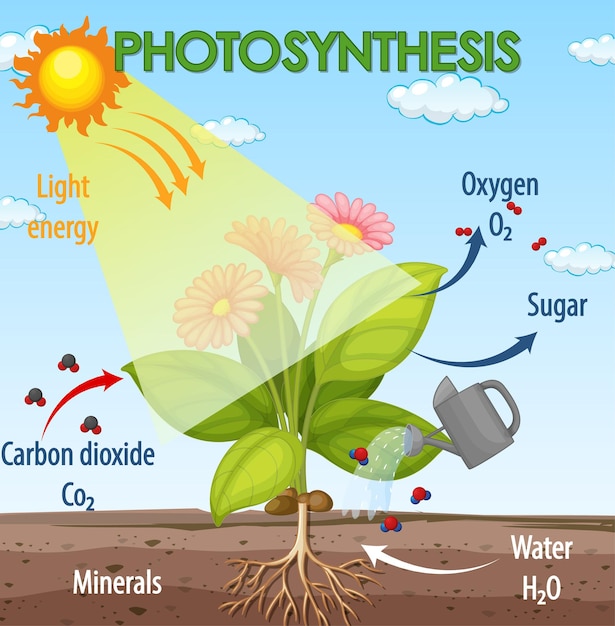 Gratis vector diagram dat het proces van fotosynthese in plant toont