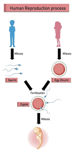 Gratis vector diagram dat het reproductieproces van de mens toont