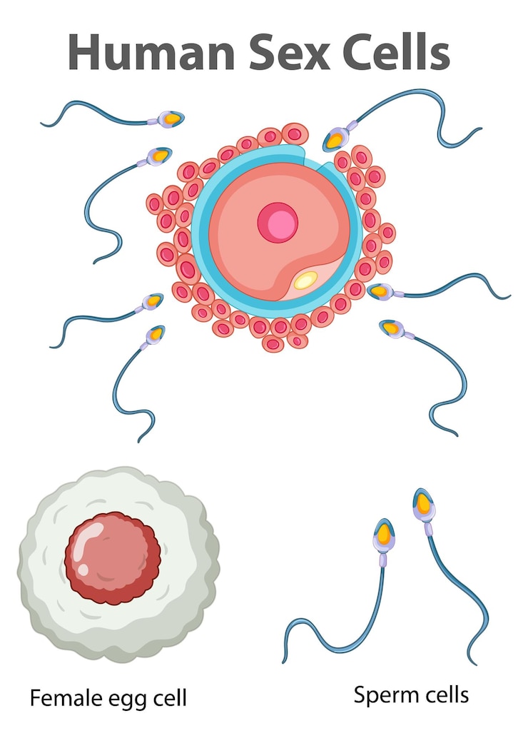 Gratis Vector diagram dat menselijke geslachtscellen op witte achtergrond toont