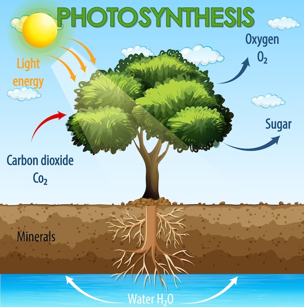 Gratis vector diagram dat proces van fotosynthese in plant toont