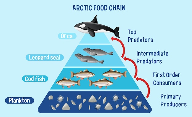 Gratis vector diagram met arctische voedselketen voor onderwijs