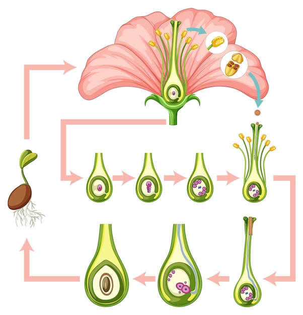 Diagram met bevruchting in bloei