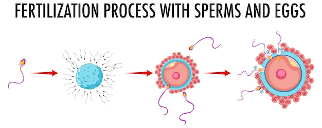 Diagram met bevruchtingsproces met sperma en eieren