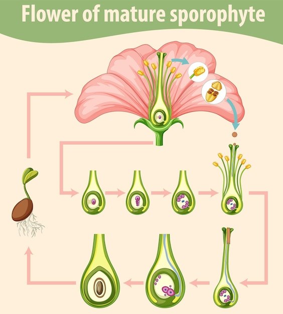 Gratis vector diagram met bloem van volwassen sporofyt