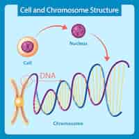 Gratis vector diagram met cel- en chromosoomstructuur