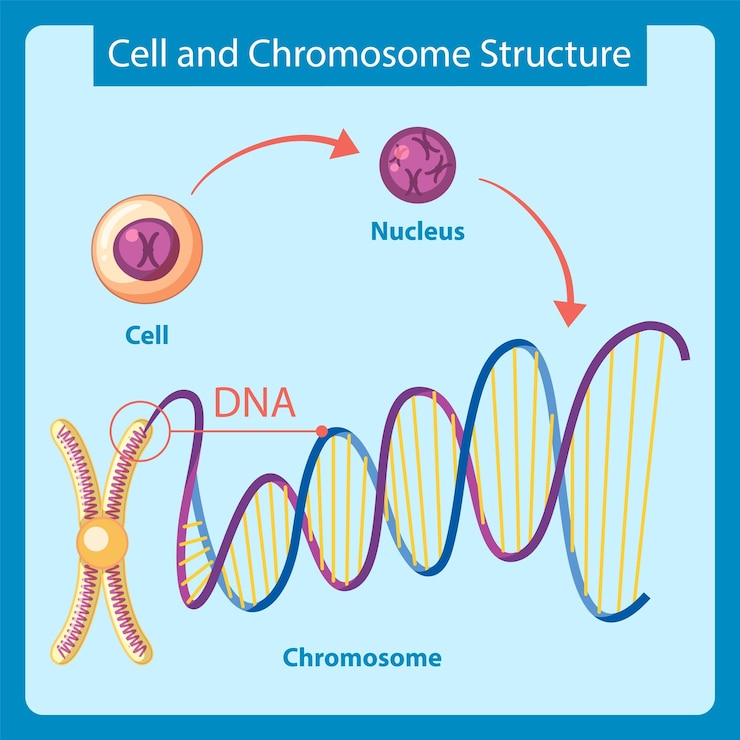 Gratis Vector diagram met cel- en chromosoomstructuur