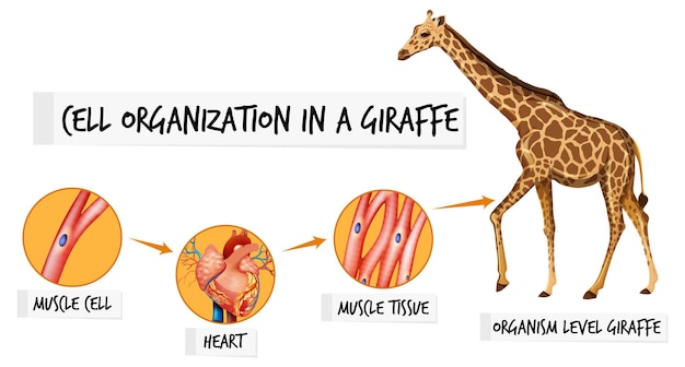 Diagram met celorganisatie in een giraf