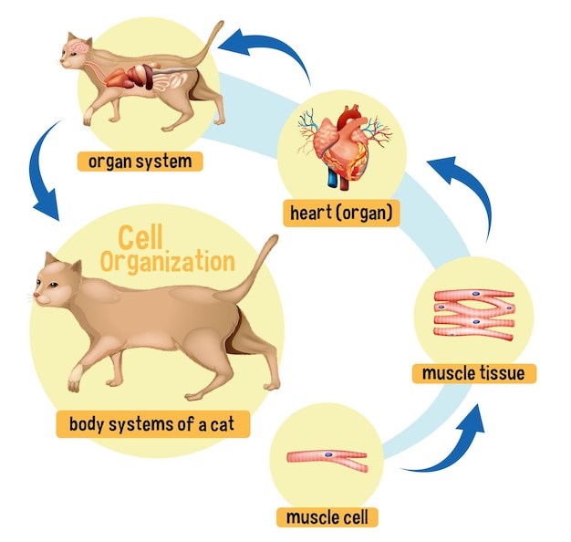 Diagram met celorganisatie in een kat