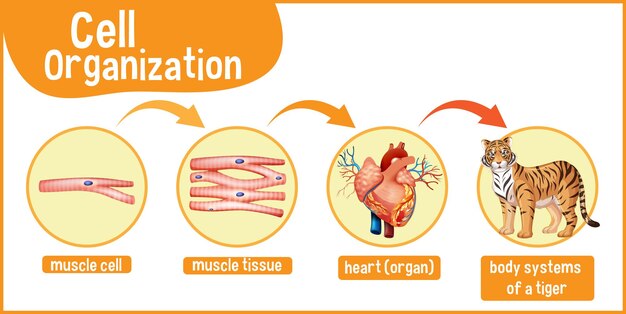 Diagram met celorganisatie in een tijger