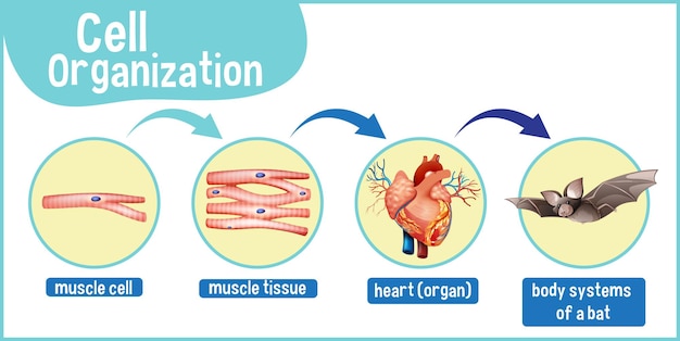 Diagram met celorganisatie in een vleermuis