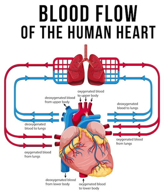 Gratis vector diagram met de bloedstroom van het menselijk hart