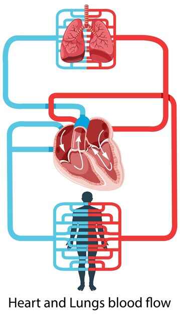 Diagram met de bloedstroom van het menselijk hart