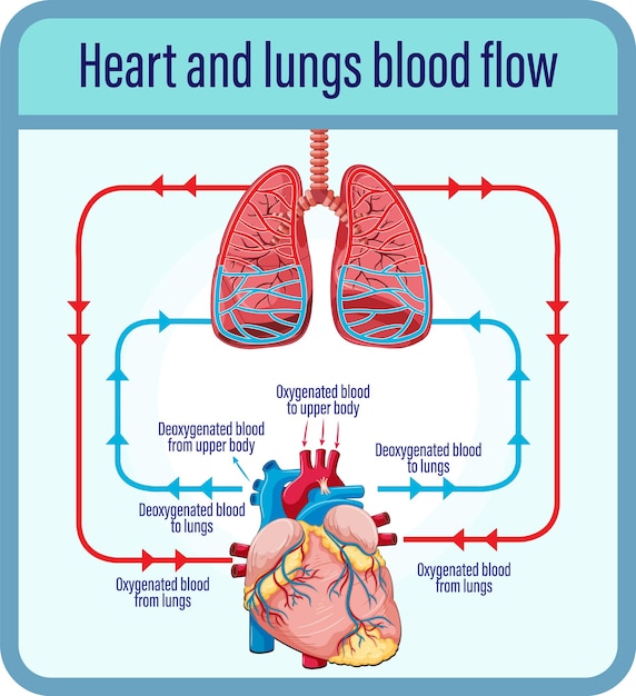 Diagram met de bloedstroom van het menselijk hart