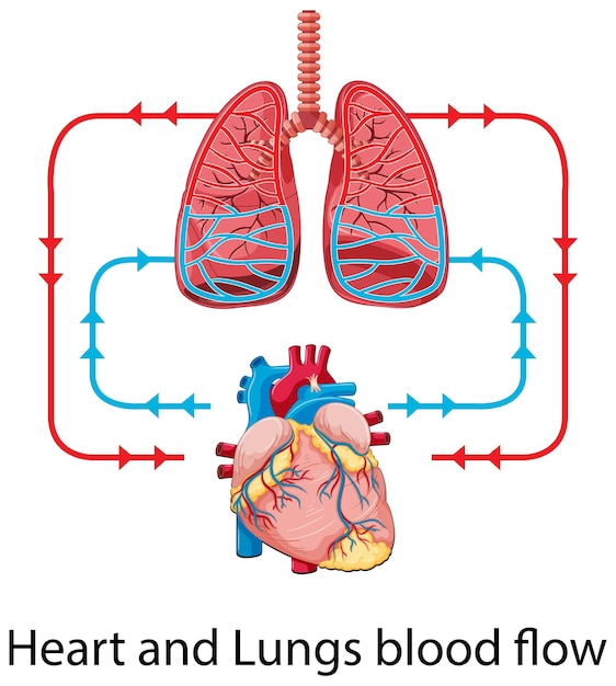 Gratis vector diagram met de bloedstroom van het menselijk hart