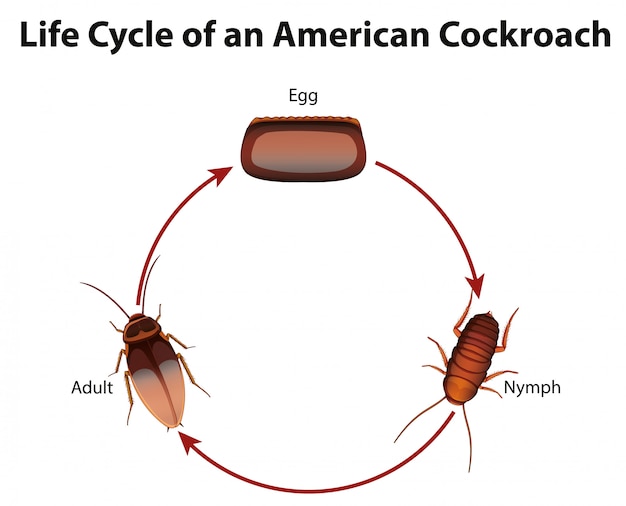 Diagram met de levenscyclus van kakkerlak