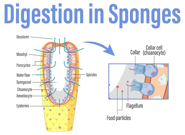 Gratis vector diagram met de spijsvertering in sponzen