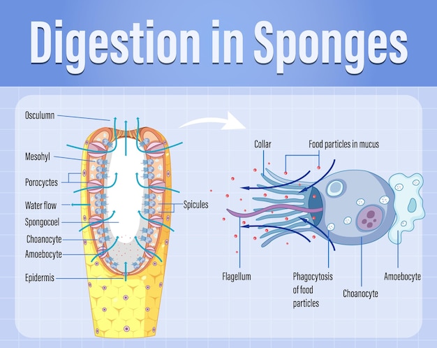 Diagram met de spijsvertering in sponzen