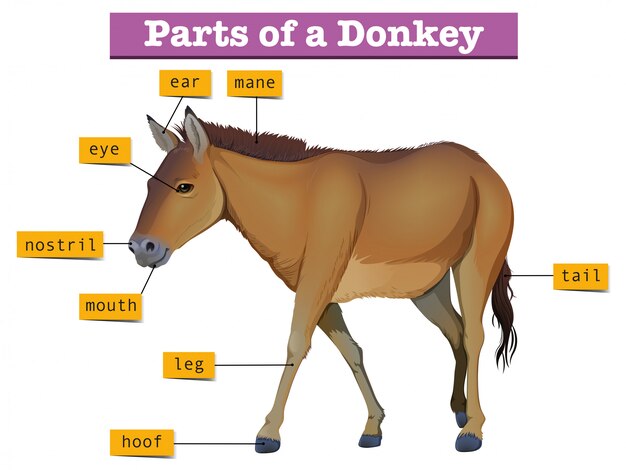 Diagram met delen van ezel