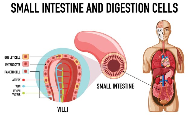 Gratis vector diagram met dunne darm- en spijsverteringscellen
