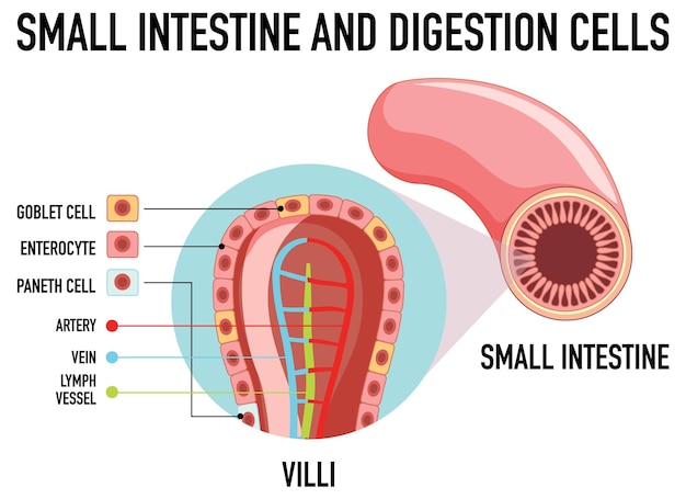 Gratis vector diagram met dunne darm en verteringscel