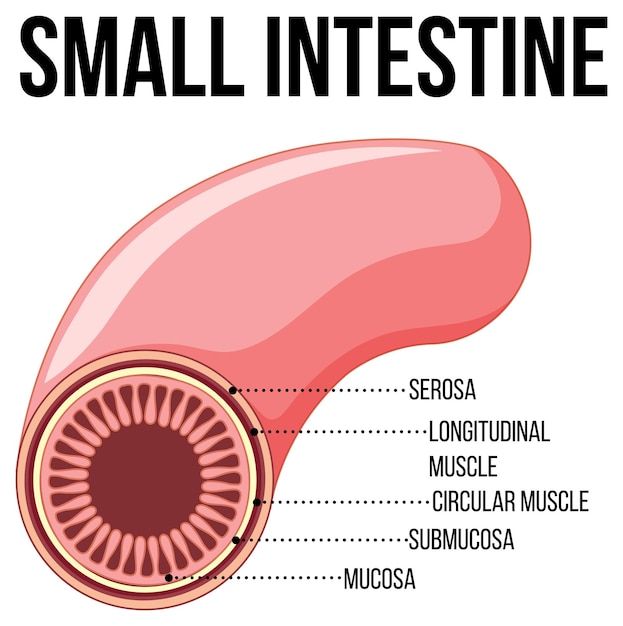 Gratis vector diagram met dunne darm