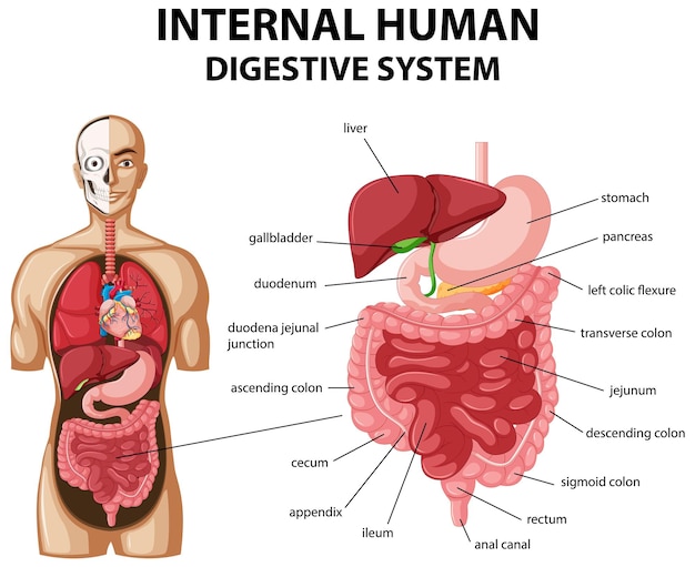 Gratis vector diagram met het interne menselijke spijsverteringsstelsel