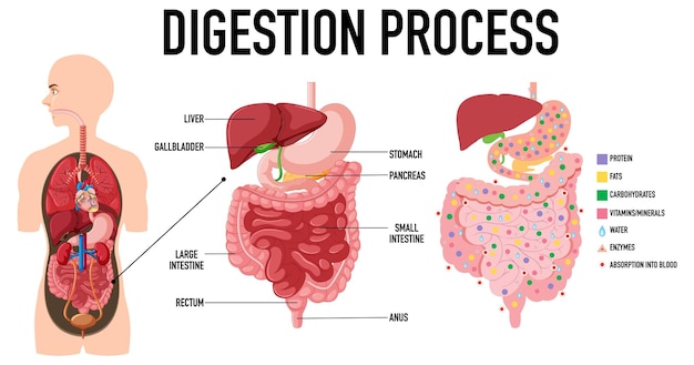 Gratis vector diagram met het verteringsproces