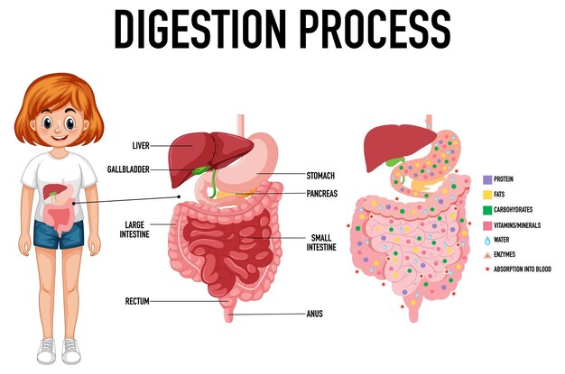 Diagram met het verteringsproces