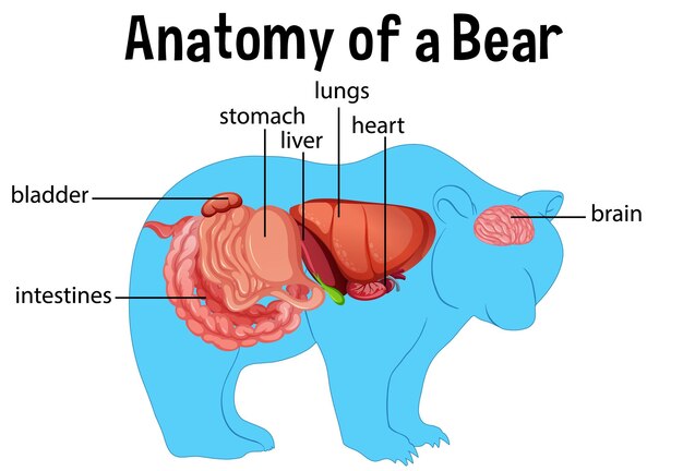 Diagram met inwendige organen van een beer