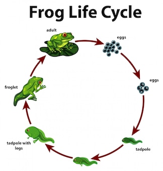 Diagram met levenscyclus van kikker