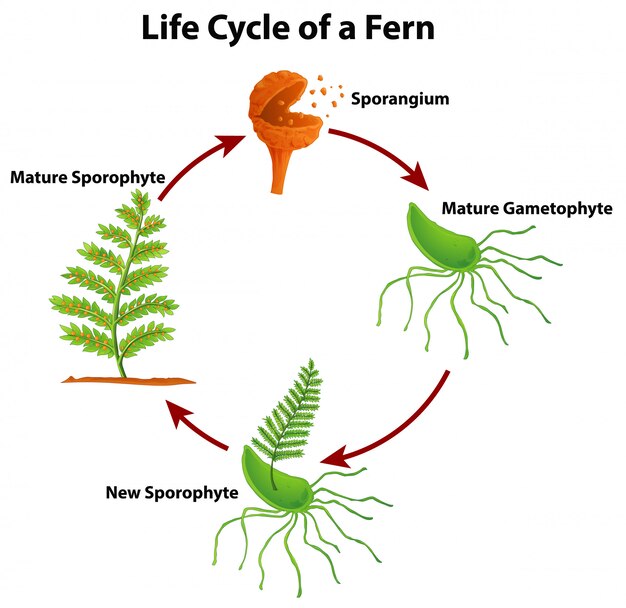 Diagram met levenscyclus van varens